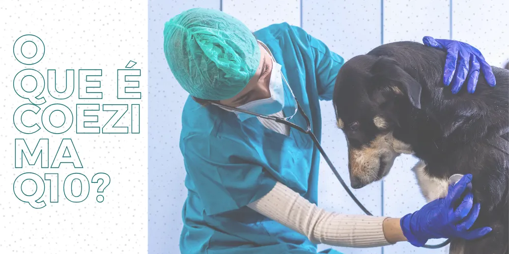 O que é a coenzima q10