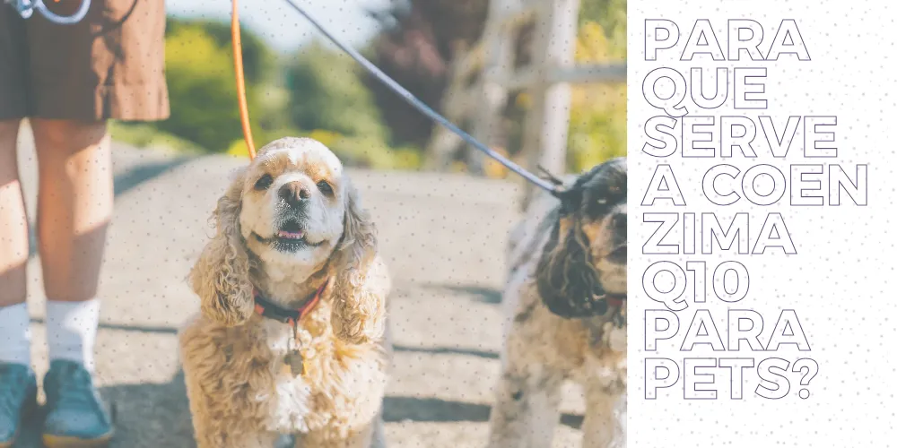 Para que serve a coenzima q10 para pets