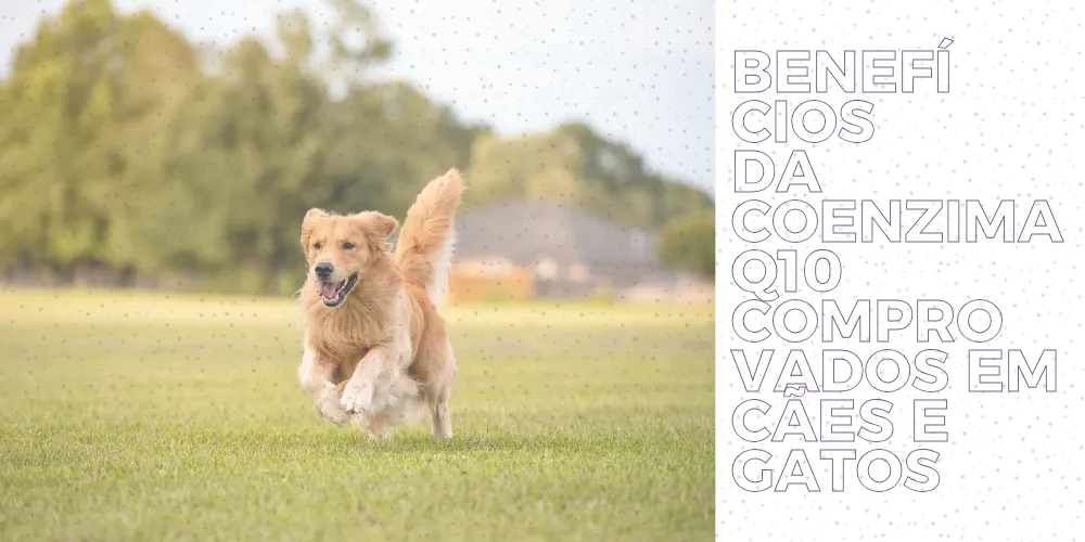 Benefícios da coenzima q10 comprovados em cães e gatos