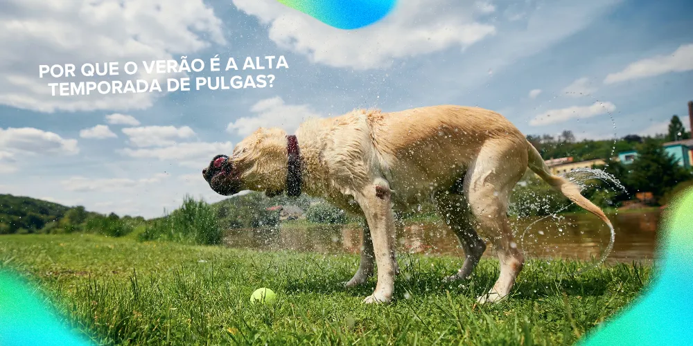 Por que o verão é a alta temporada das pulgas?