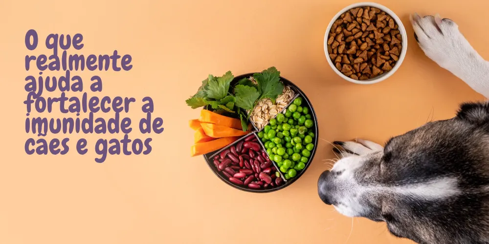 O que realmente ajuda a fortalecer a imunidade de cães e gatos