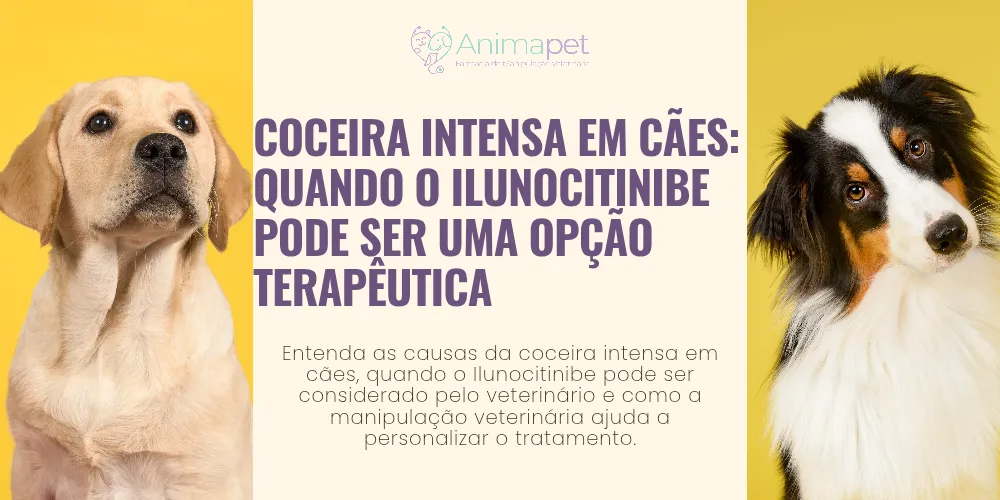 Coceira intensa em cães: quando o ilunocitinibe pode ser uma opção terapêutica