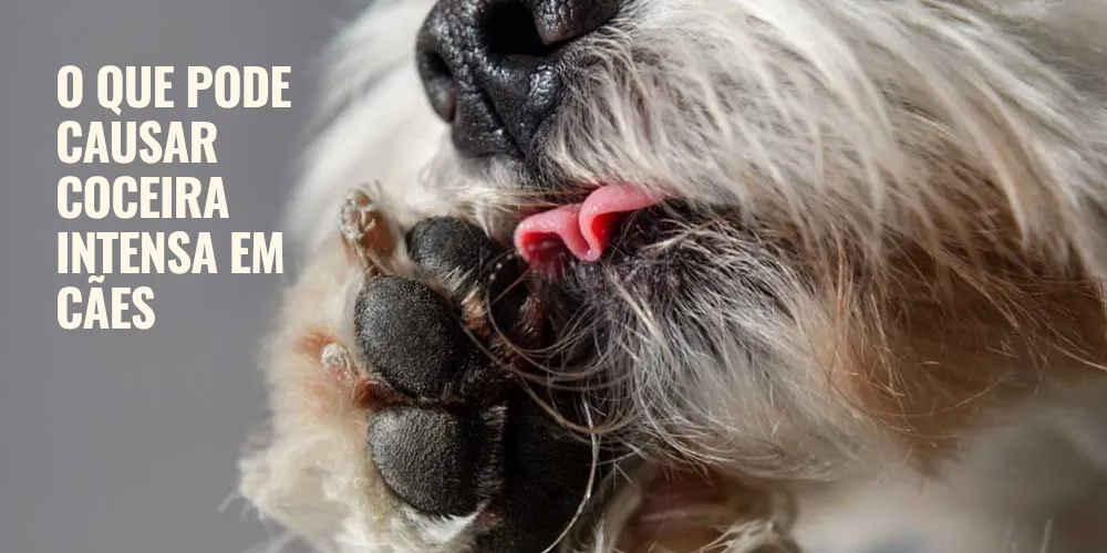 O que pode causar coceira intensa em cães
