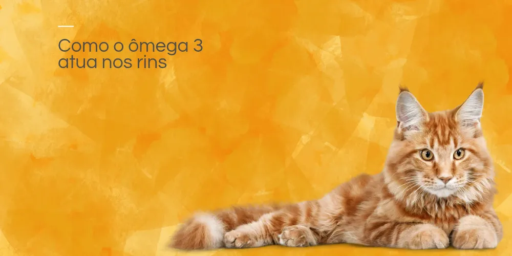 Como o ômega 3 atua nos rins