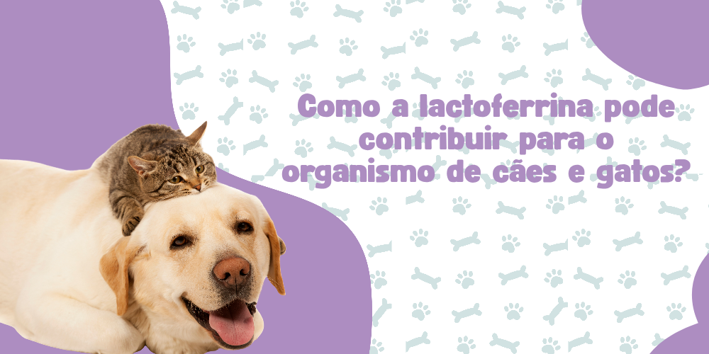 Lactoferrina para cães e gatos para que serve e quando o LacFer pode ser indicado
